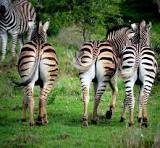 Wildlife and Conservancy image